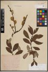 Foto von Salix caprea L.
